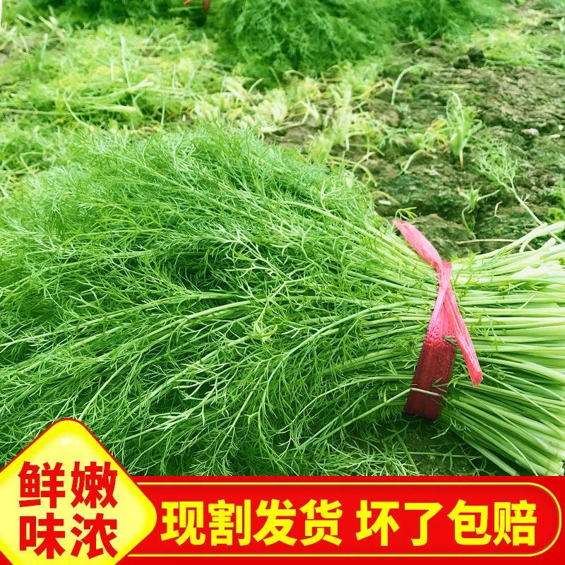 茴香苗介绍